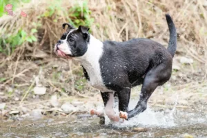 Read more about the article Continental Bulldog opdrættere og hvalpe i Hovedstaden