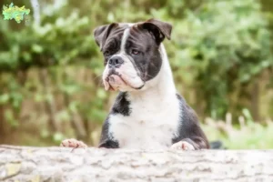 Read more about the article Continental Bulldog opdrættere og hvalpe i Midtjylland