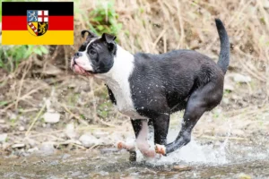 Read more about the article Continental Bulldog opdrættere og hvalpe i Saarland