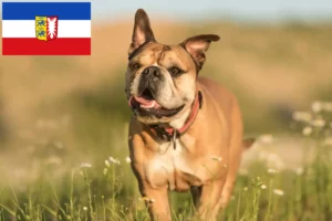 Read more about the article Continental Bulldog opdrættere og hvalpe i Slesvig-Holsten