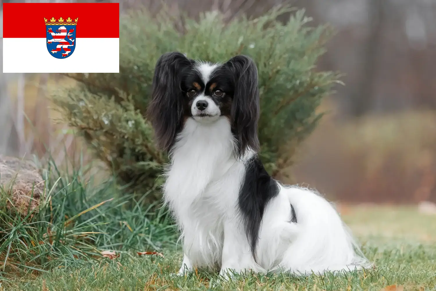 Continental Dwarf Spaniel hvalpe og opdrætter Hessen Her kan du finde opdrættere af Continental Dwarf Spaniels i Hessen.