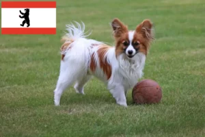 Read more about the article Continental Dwarf Spaniel opdrætter og hvalpe i Berlin