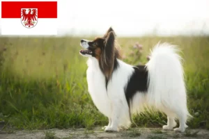 Read more about the article Continental Dwarf Spaniel opdrætter og hvalpe i Brandenburg