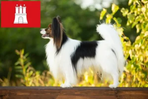 Read more about the article Continental Dwarf Spaniel opdrætter og hvalpe i Hamborg