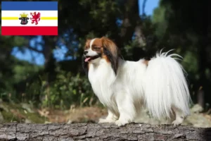 Read more about the article Continental Dwarf Spaniel opdrætter og hvalpe i Mecklenburg-Vorpommern