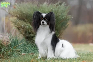Read more about the article Continental Dwarf Spaniel opdrætter og hvalpe i Midtjylland