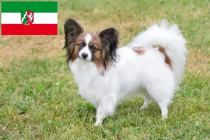 Read more about the article Continental Dwarf Spaniel opdrættere og hvalpe i Nordrhein-Westfalen