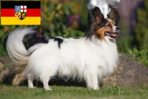 Read more about the article Continental Dwarf Spaniel opdrætter og hvalpe i Saarland