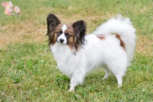 Read more about the article Continental Dwarf Spaniel opdrætter og hvalpe i Syddanmark