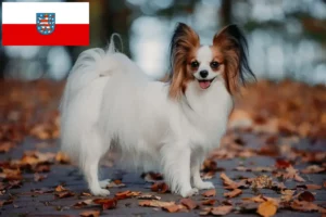 Read more about the article Continental Dwarf Spaniel opdrætter og hvalpe i Thüringen