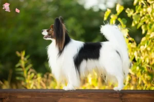 Read more about the article Continental Dwarf Spaniel opdrætter og hvalpe i Hovedstaden