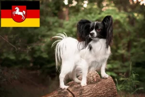 Read more about the article Continental Dwarf Spaniel opdrætter og hvalpe i Niedersachsen
