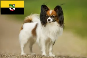 Read more about the article Continental Dwarf Spaniel opdrætter og hvalpe i Sachsen-Anhalt