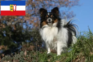 Read more about the article Continental Dwarf Spaniel opdrætter og hvalpe i Slesvig-Holsten