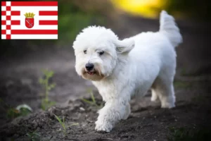 Read more about the article Coton de Tuléar opdrættere og hvalpe i Bremen