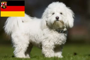 Read more about the article Coton de Tuléar opdrættere og hvalpe i Rheinland-Pfalz