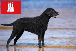 Read more about the article Curly Coated Retriever opdrættere og hvalpe i Hamborg
