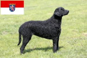 Read more about the article Curly Coated Retriever opdrættere og hvalpe i Hessen