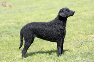 Read more about the article Curly Coated Retriever opdrættere og hvalpe i Hovedstaden