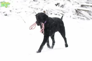 Read more about the article Curly Coated Retriever opdrættere og hvalpe i Midtjylland