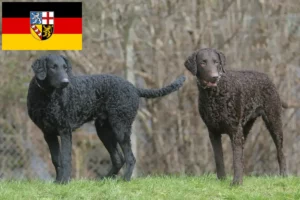 Read more about the article Curly Coated Retriever opdrættere og hvalpe i Saarland