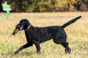 Read more about the article Curly Coated Retriever opdrættere og hvalpe i Sjælland