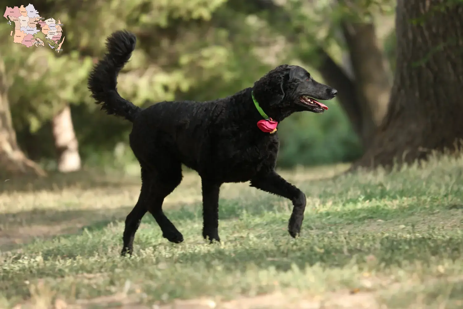 Read more about the article Curly Coated Retriever opdrættere og hvalpe i Syddanmark