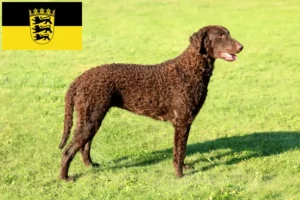 Read more about the article Curly Coated Retriever opdrættere og hvalpe i Baden-Württemberg