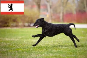 Read more about the article Curly Coated Retriever opdrættere og hvalpe i Berlin