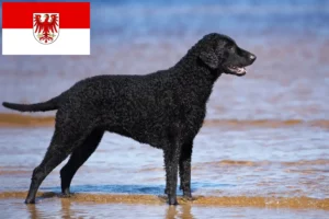 Read more about the article Curly Coated Retriever opdrættere og hvalpe i Brandenburg