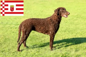 Read more about the article Curly Coated Retriever opdrættere og hvalpe i Bremen