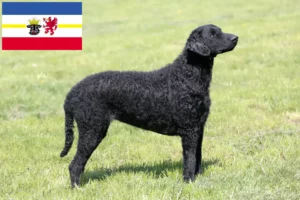 Read more about the article Curly Coated Retriever opdrættere og hvalpe i Mecklenburg-Vorpommern