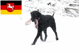 Read more about the article Curly Coated Retriever opdrættere og hvalpe i Niedersachsen