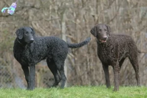 Read more about the article Curly Coated Retriever opdrættere og hvalpe i Nordjylland