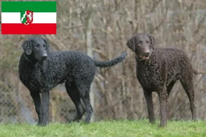 Read more about the article Curly Coated Retriever opdrættere og hvalpe i Nordrhein-Westfalen