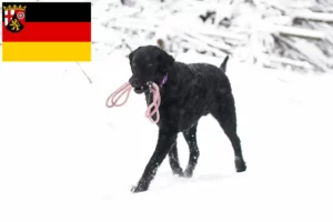 Read more about the article Curly Coated Retriever opdrættere og hvalpe i Rheinland-Pfalz