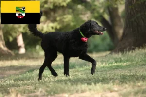 Read more about the article Curly Coated Retriever opdrættere og hvalpe i Sachsen-Anhalt