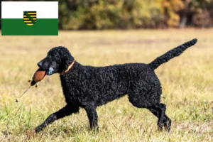 Read more about the article Curly Coated Retriever opdrættere og hvalpe i Sachsen