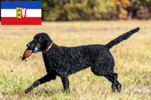 Read more about the article Curly Coated Retriever opdrættere og hvalpe i Schleswig-Holstein