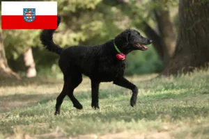 Read more about the article Curly Coated Retriever opdrættere og hvalpe i Thüringen