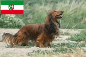 Read more about the article Gravhundeopdrættere og hvalpe i Nordrhein-Westfalen
