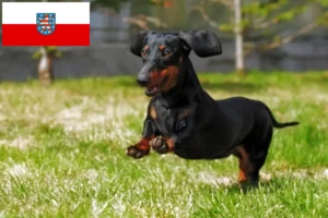 Read more about the article Gravhundeopdrættere og hvalpe i Thüringen