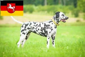 Read more about the article Dalmatineropdrættere og hvalpe i Niedersachsen