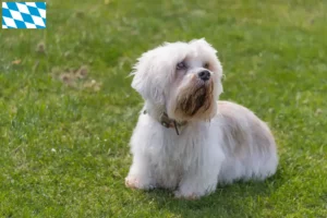 Read more about the article Dandie Dinmont Terrier opdrættere og hvalpe i Bayern