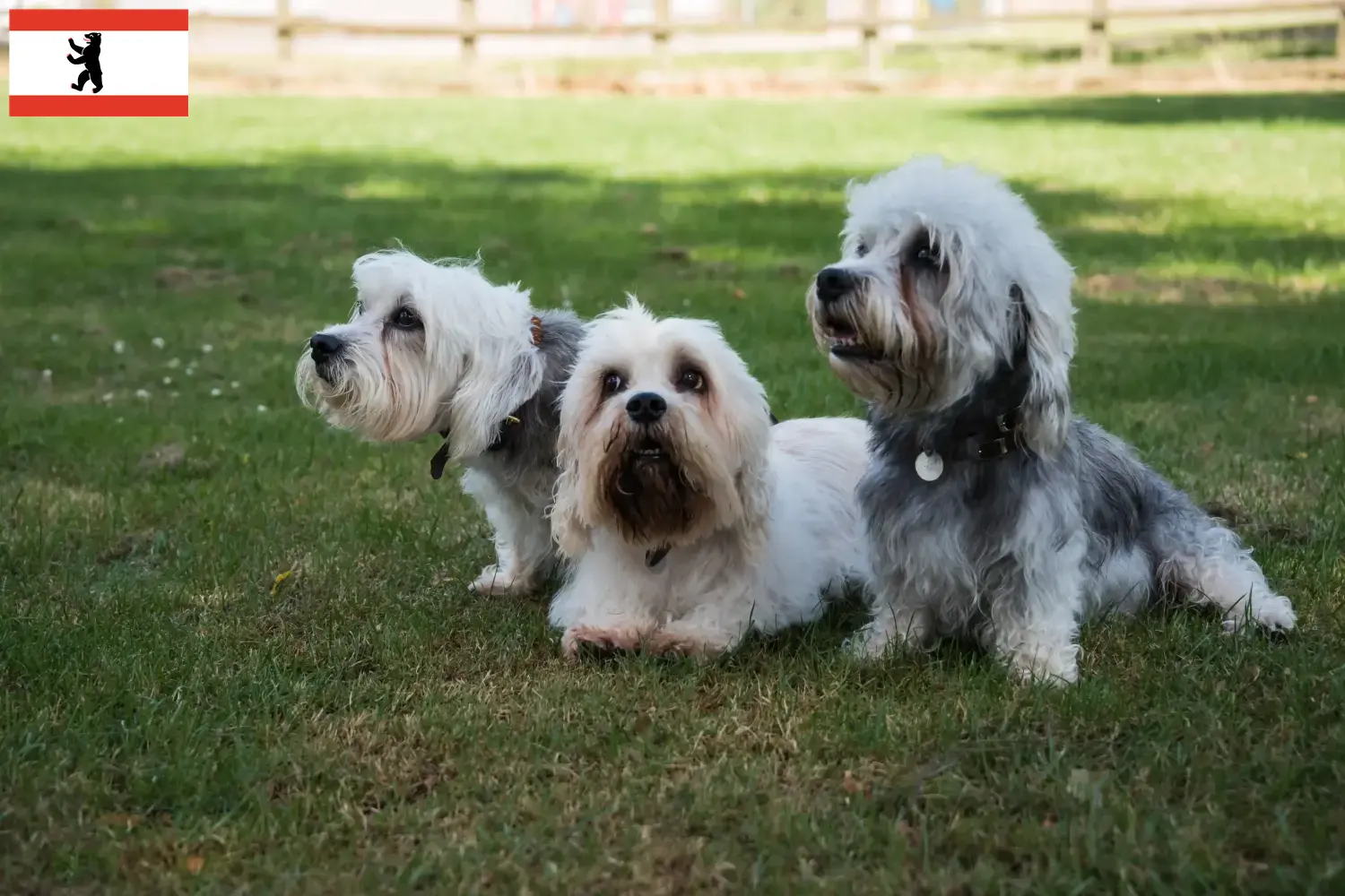 Read more about the article Dandie Dinmont Terrier opdrættere og hvalpe i Berlin