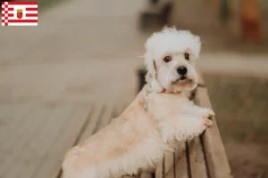 Read more about the article Dandie Dinmont Terrier opdrættere og hvalpe i Bremen