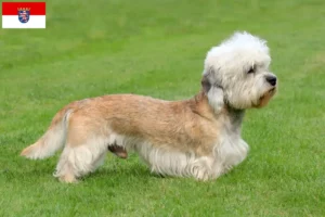 Read more about the article Dandie Dinmont Terrier opdrættere og hvalpe i Hessen