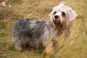 Read more about the article Dandie Dinmont Terrier opdrættere og hvalpe i Hovedstaden