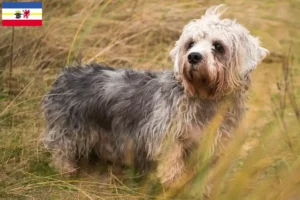 Read more about the article Dandie Dinmont Terrier opdrættere og hvalpe i Mecklenburg-Vorpommern