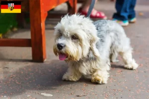 Read more about the article Dandie Dinmont Terrier opdrættere og hvalpe i Saarland